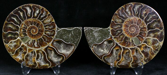 Polished Ammonite Pair - Million Years #22224